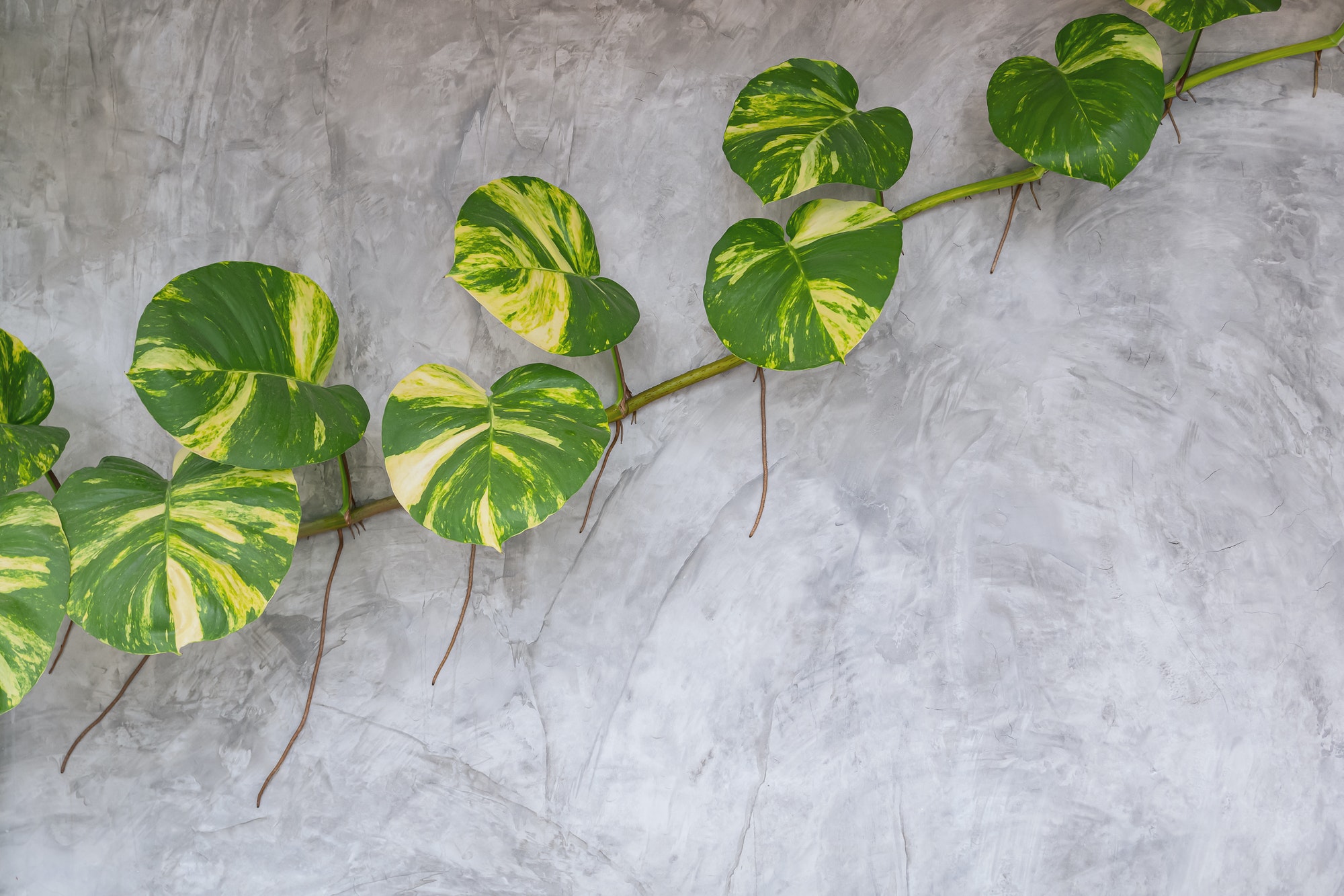Green giant Devil's ivy plant are growing on surface of loft concrete wall background