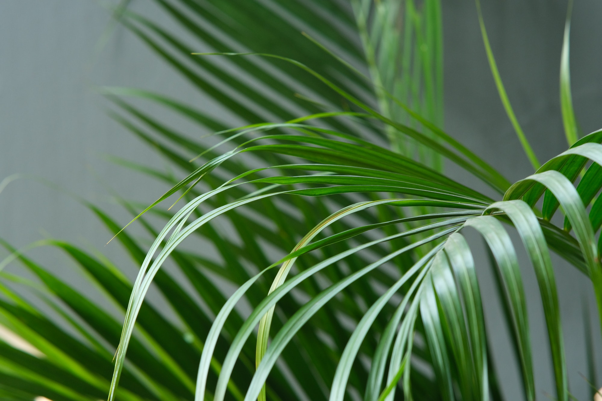 Tropical palm leaf