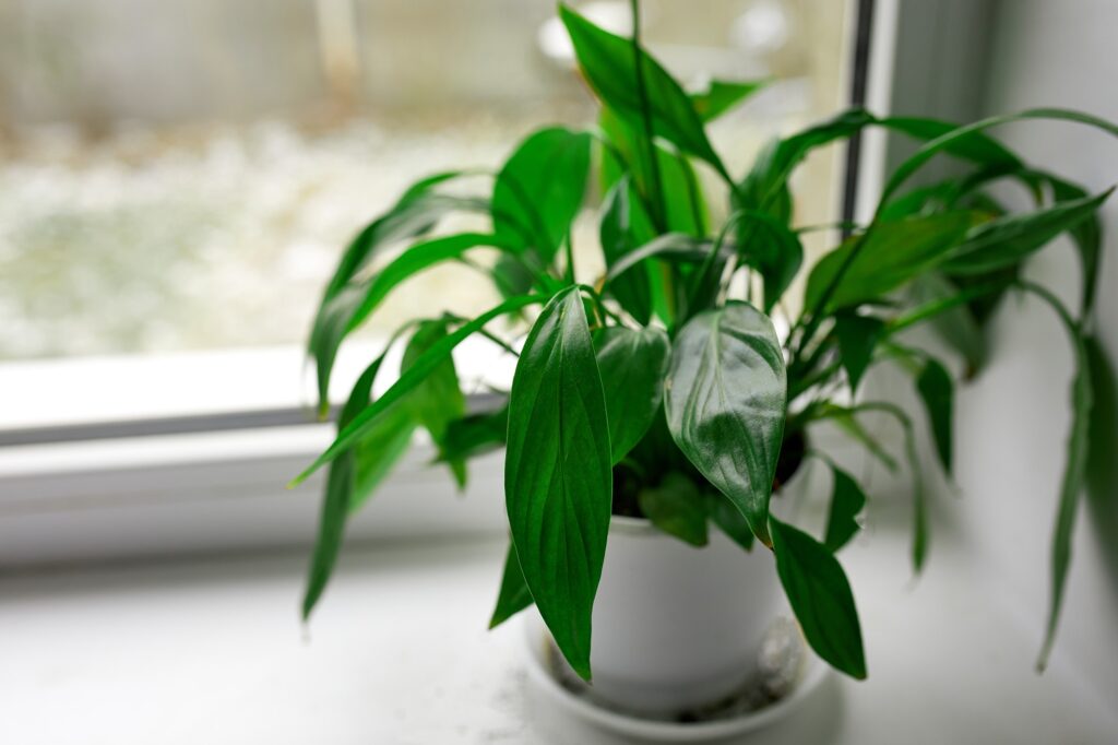 A spathiphyllum flower with green leaves on a windowsill