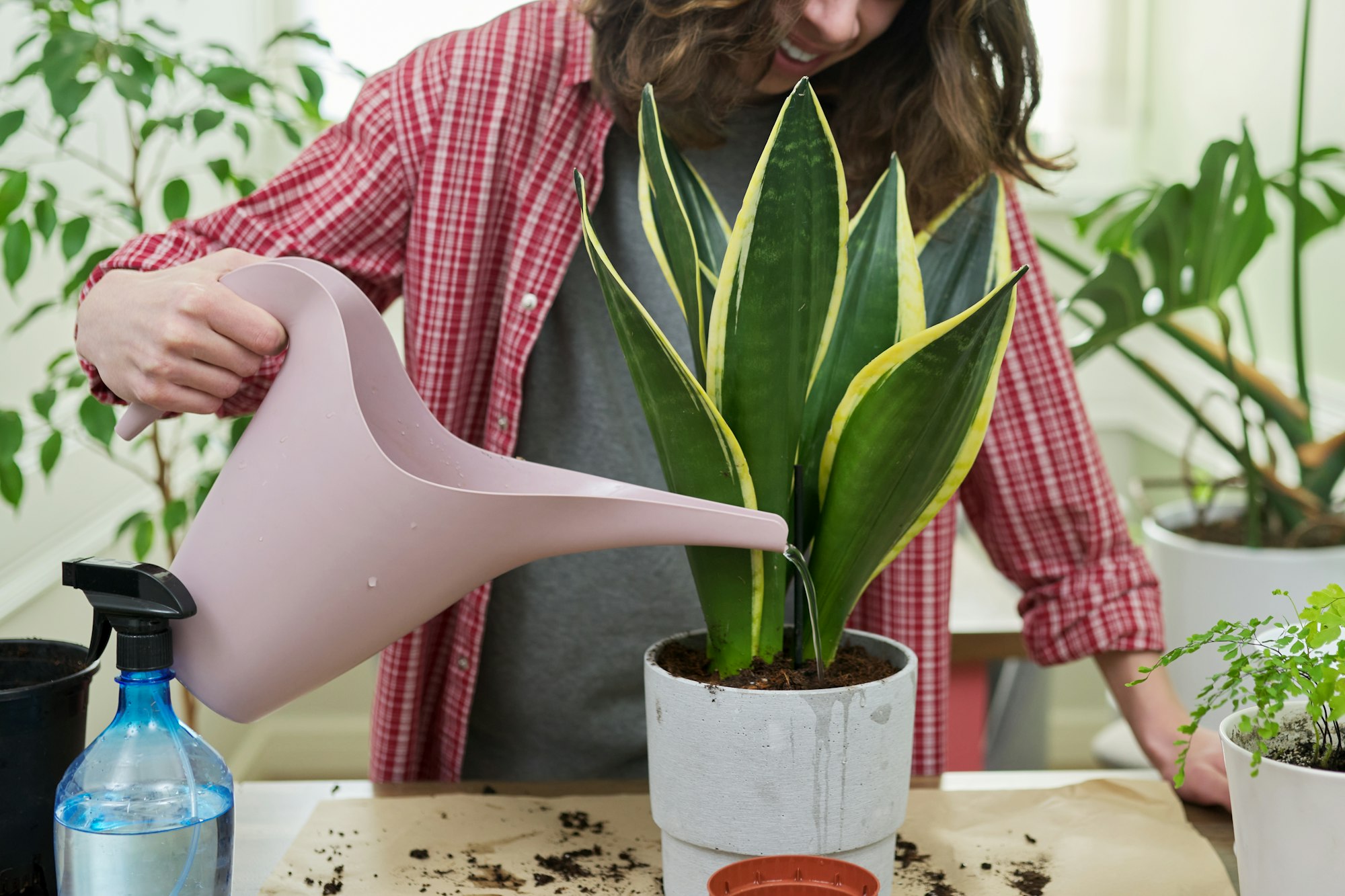 A teenager guy watering indoor plants in pots, sansevieria