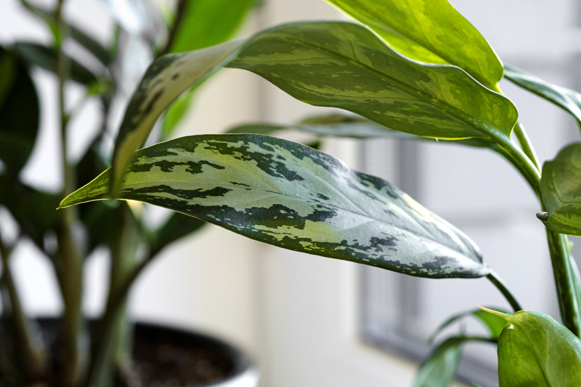 Aglaonema plant in a white pot stands on the windowsill.