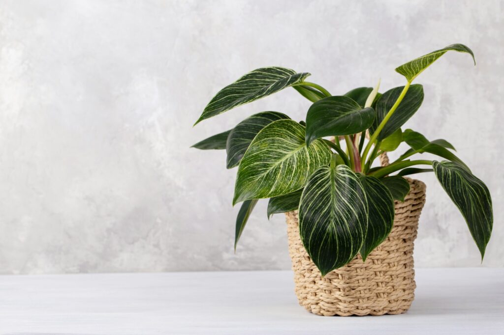 Birkin Philodendron house plant