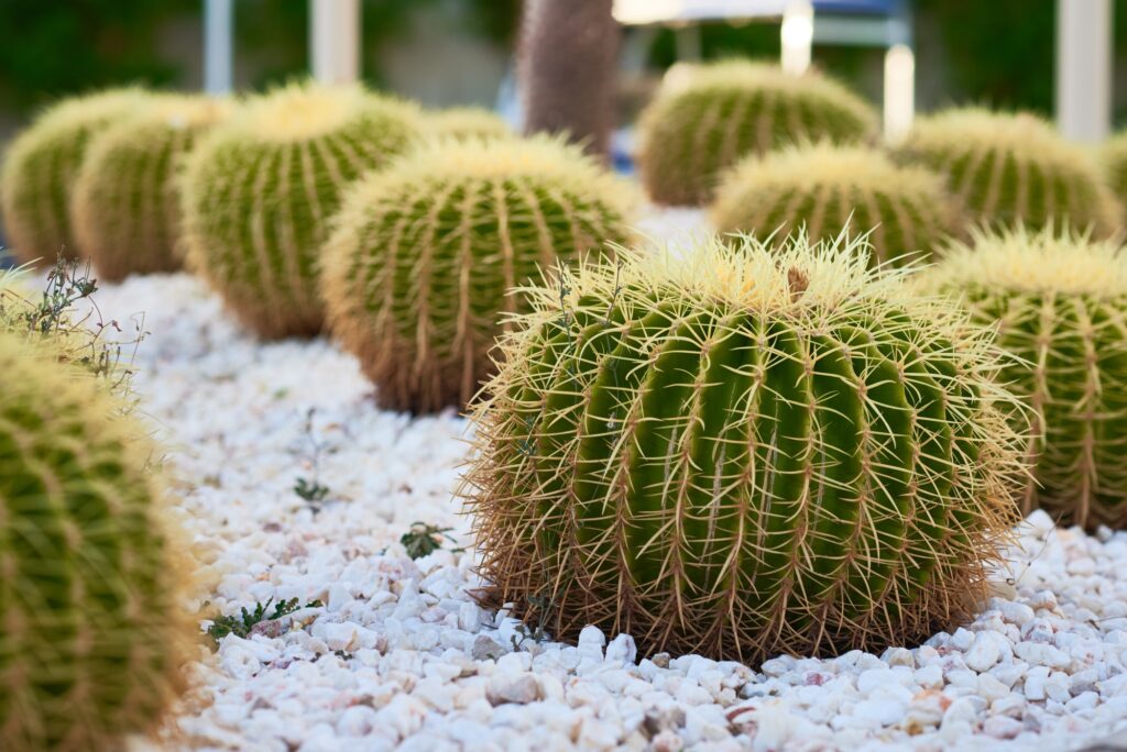 Cactus ball echinocactus grusonii in garden. Succulent golden barrel cactus close up