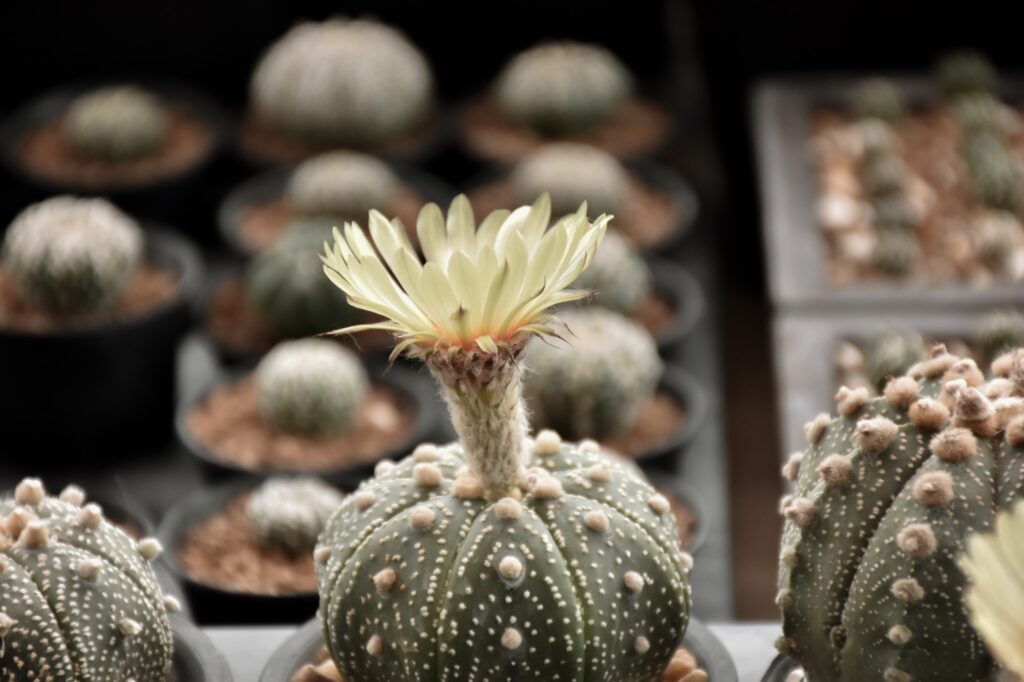 Cactus flower Astrophytum asterias. Small cactus collection succulent plant in mini pots.