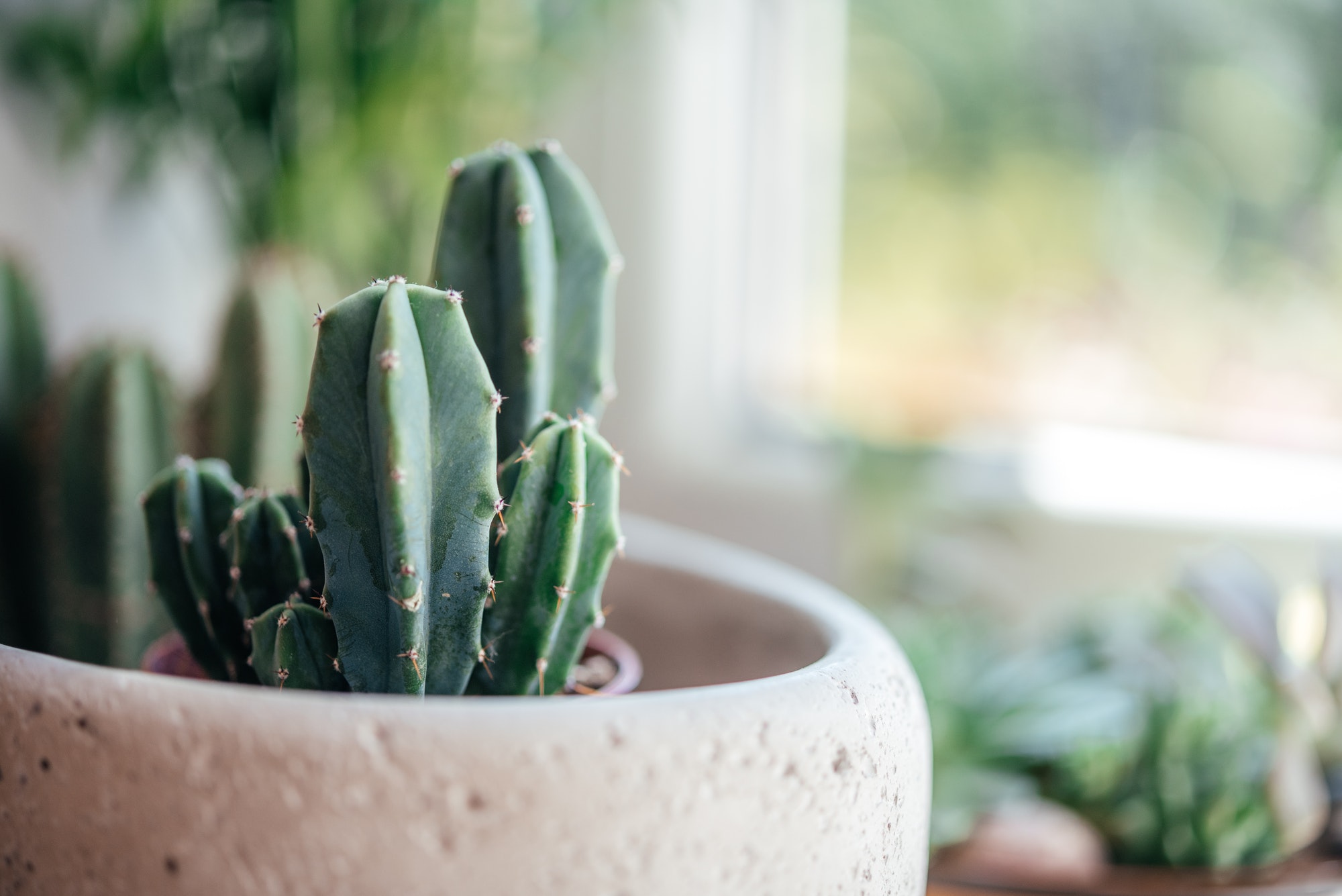 Cactus in trendy cement planter on a windowsill