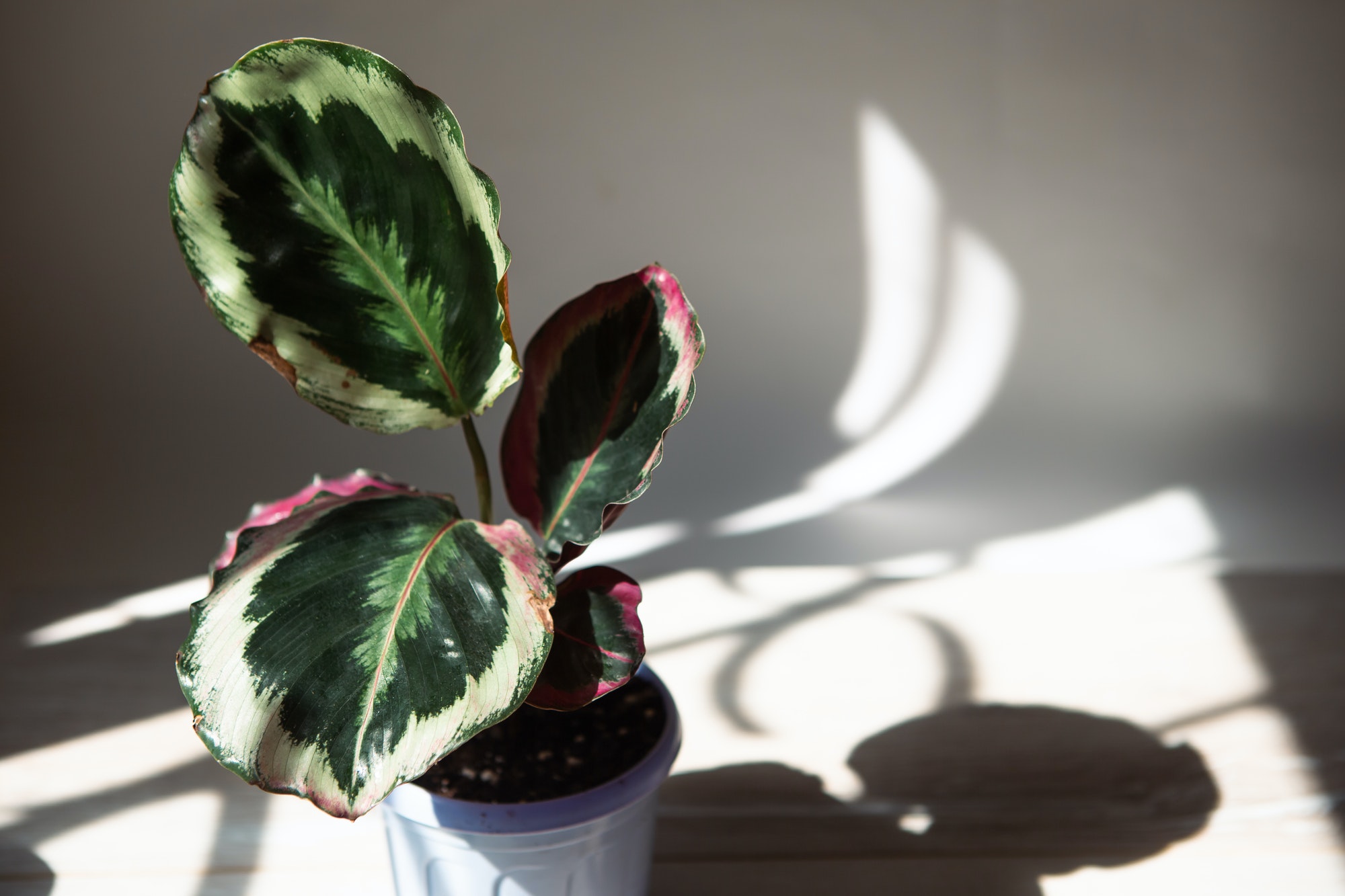 Calathea roseopicta medallion and Marion variety - close-up leaf on the windowsill