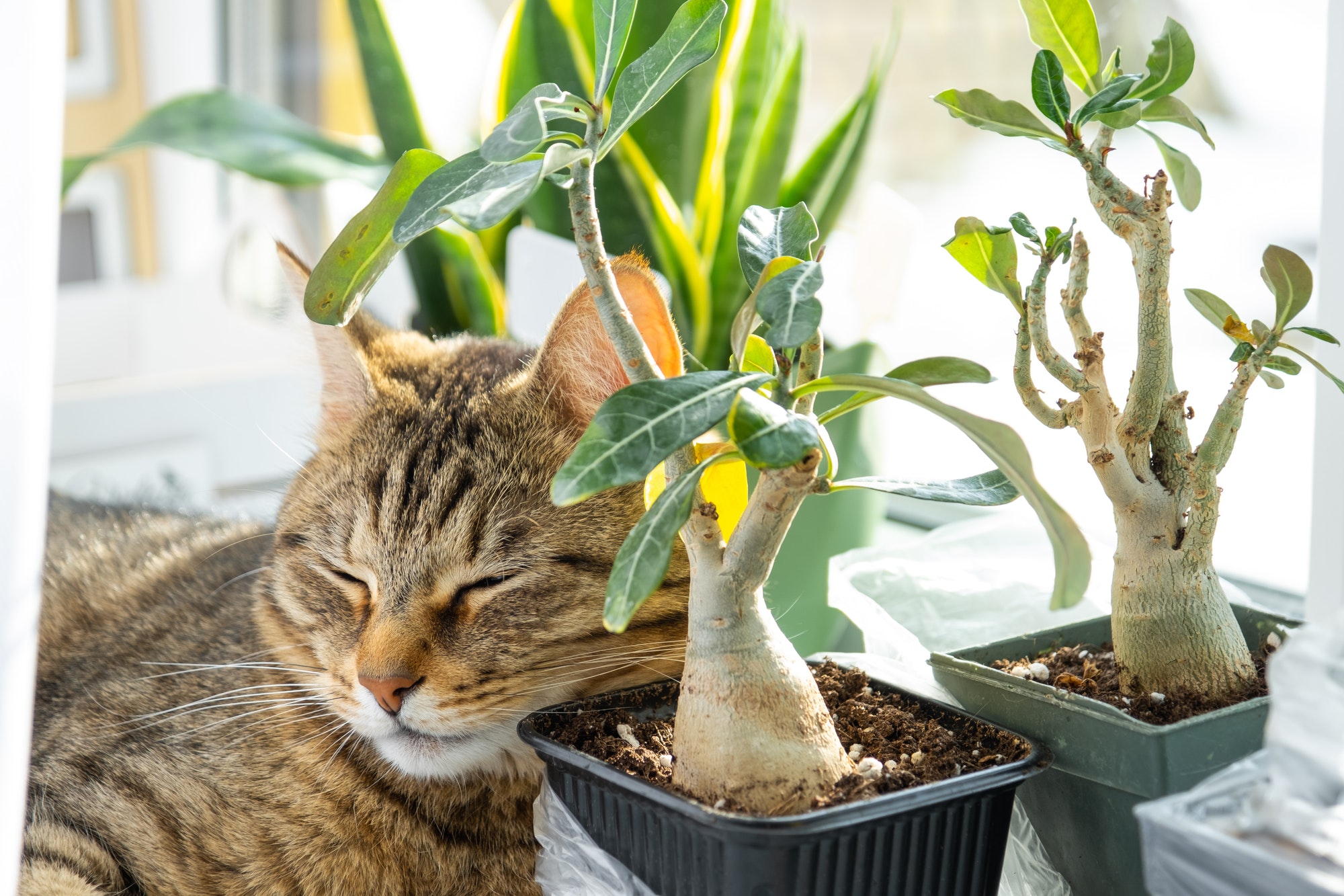 Cat is sleeping on the windowsill with group of indoor plants adenium. The cat's head is lying on a