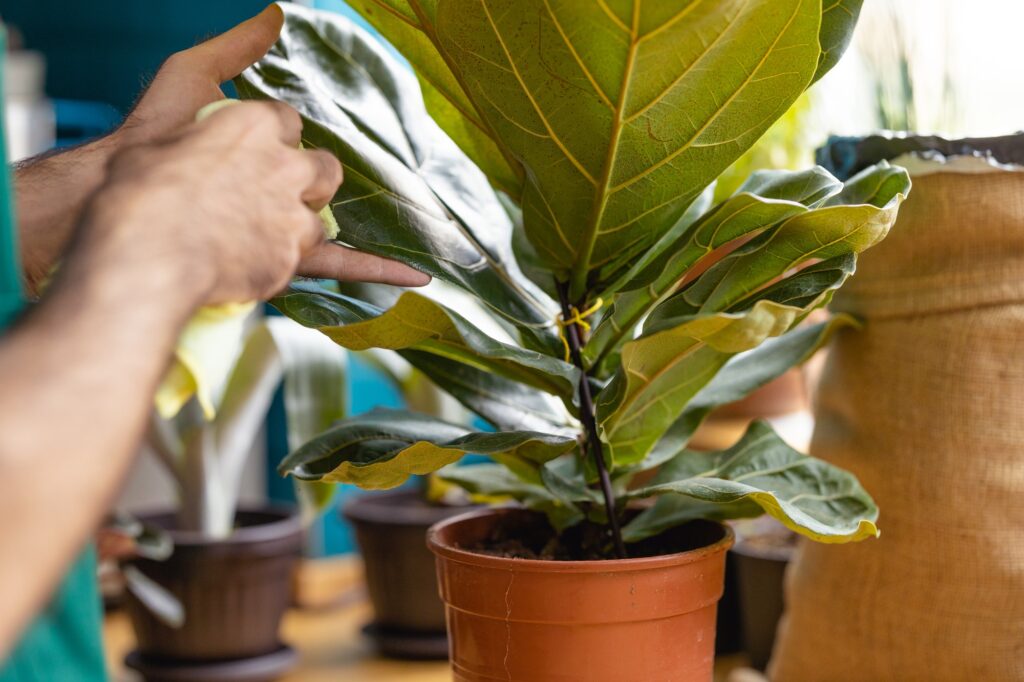 Cleaning fiddle leaf fig
