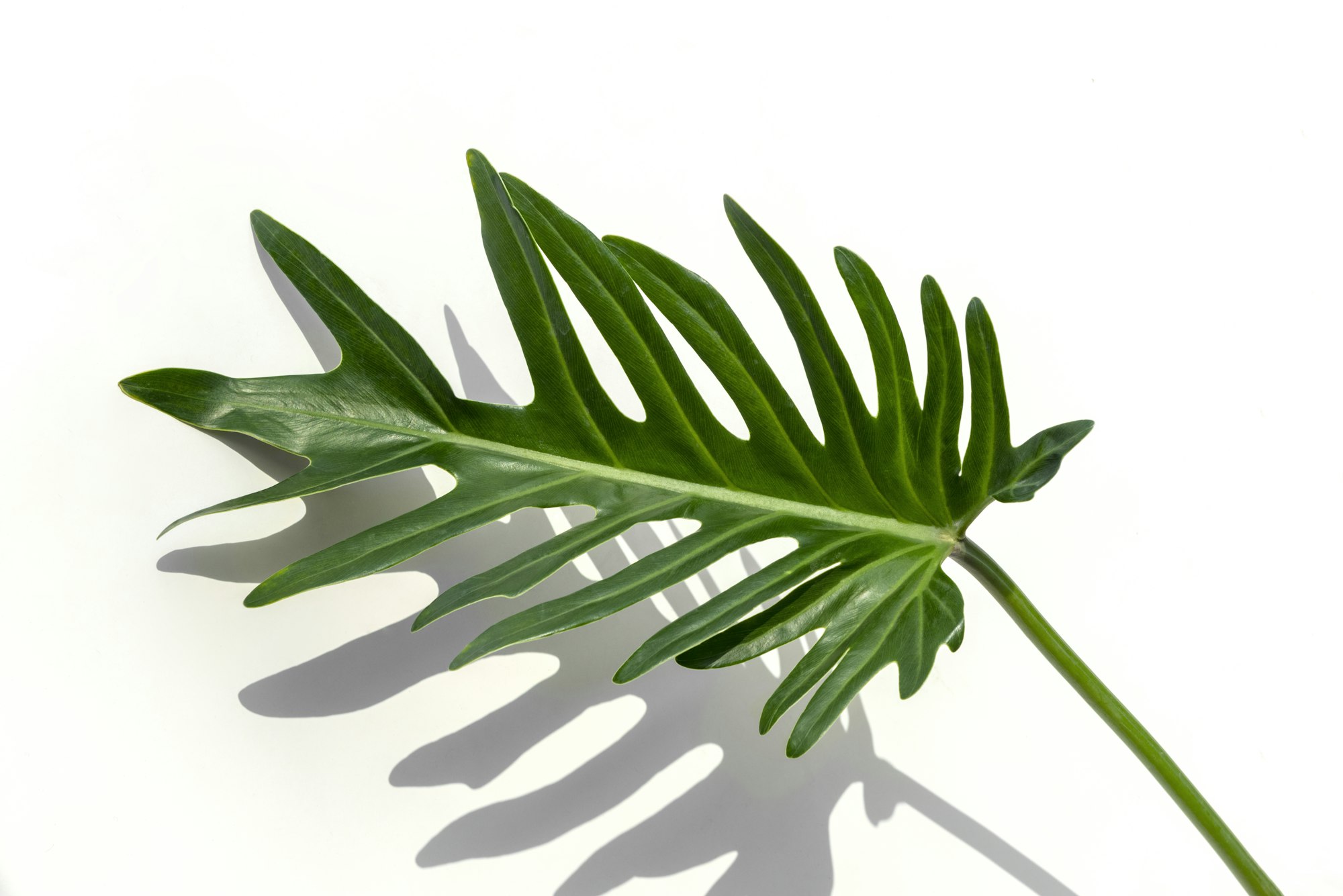 Closeup to fresh green Philodendron Xanadu leaf