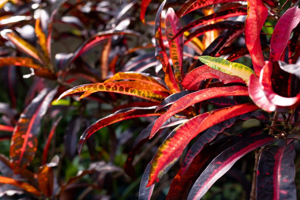 Croton Petra, gorgeous ornamental foliage plant with stunning leaf colour and variegation. Natural