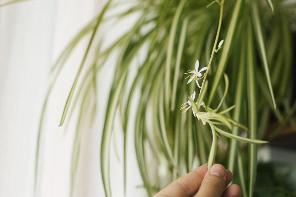 Hand holding white flowers of spider plant close up in room. Chlorophytum blooming flowers