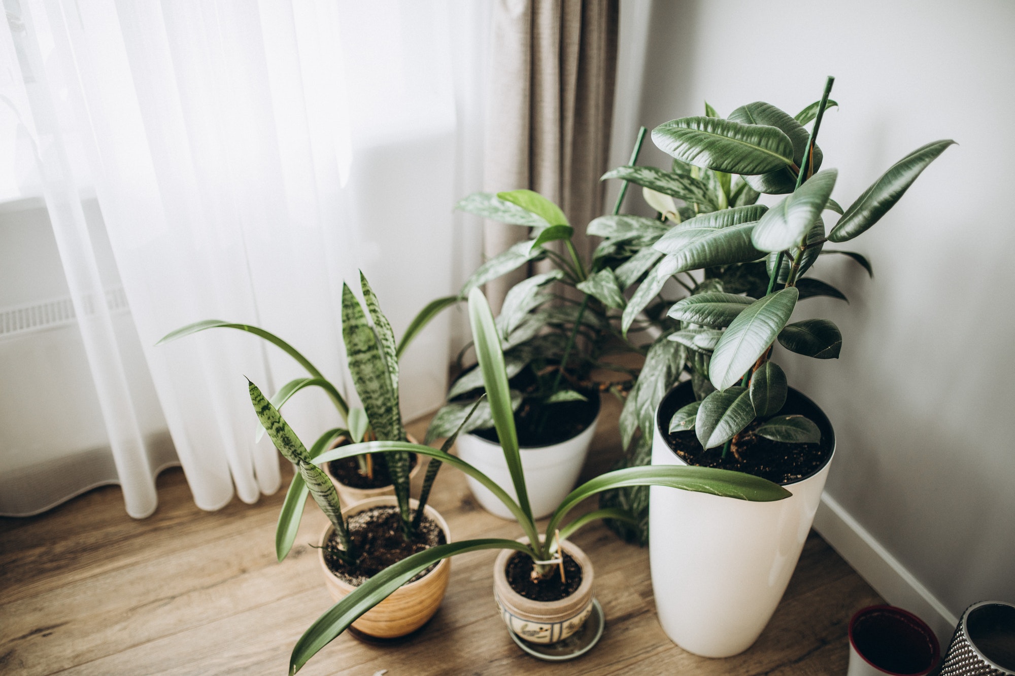 home and indoor plants