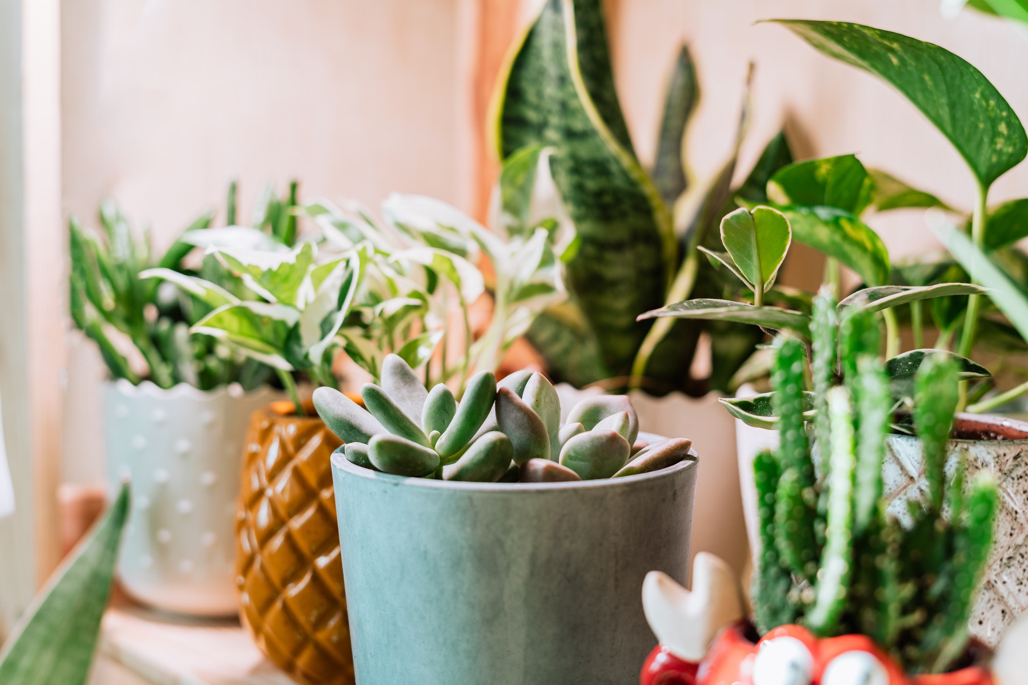 Home gardening. Indoor plants in ceramic pots. Cactus and succulents.