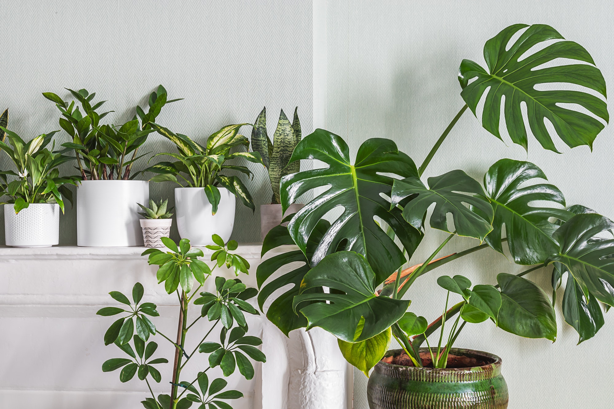 Indoor plants variete in the room