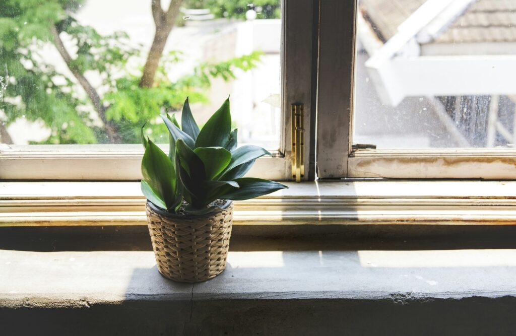 Indoor potted houseplant by the window
