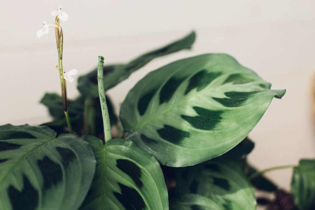 Maranta plant. Maranta leuconeura flower and exotic leaves, beautiful houseplant in modern room