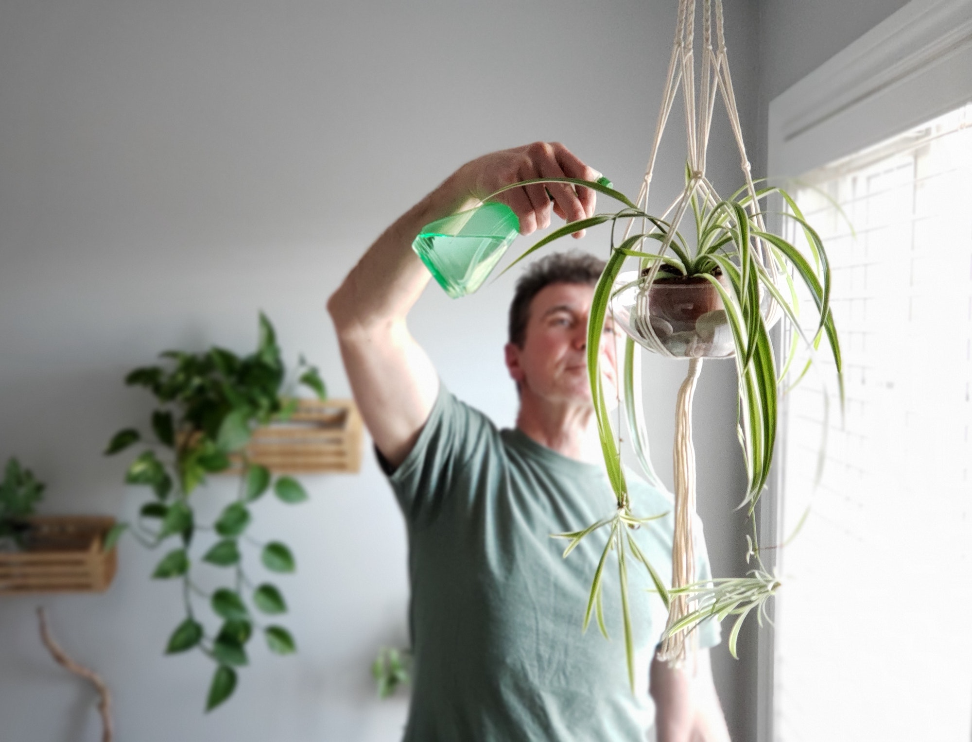 Men doing chores, watering indoor plants, man growing plants