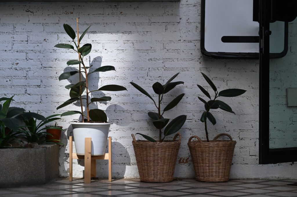 Modern houseplants Ficus Elastica Burgundy or rubber plant in rattan basket at stylish home decor.