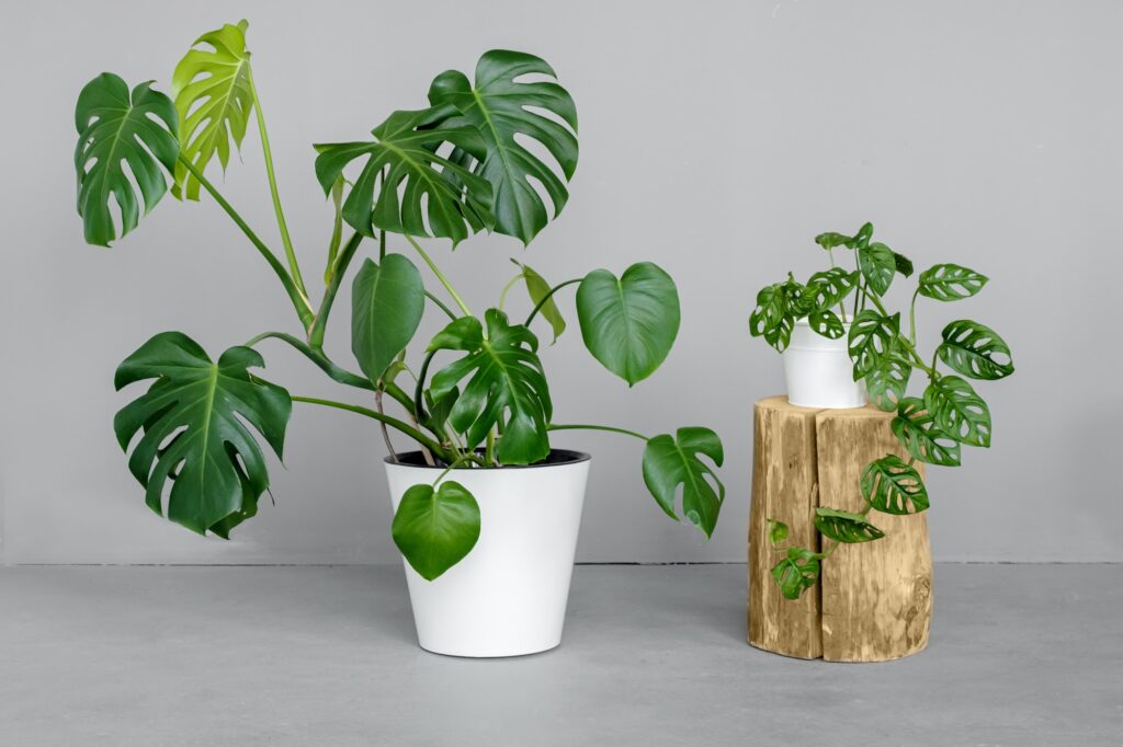 Monstera deliciosa and Monstera Monkey Mask in a white pots