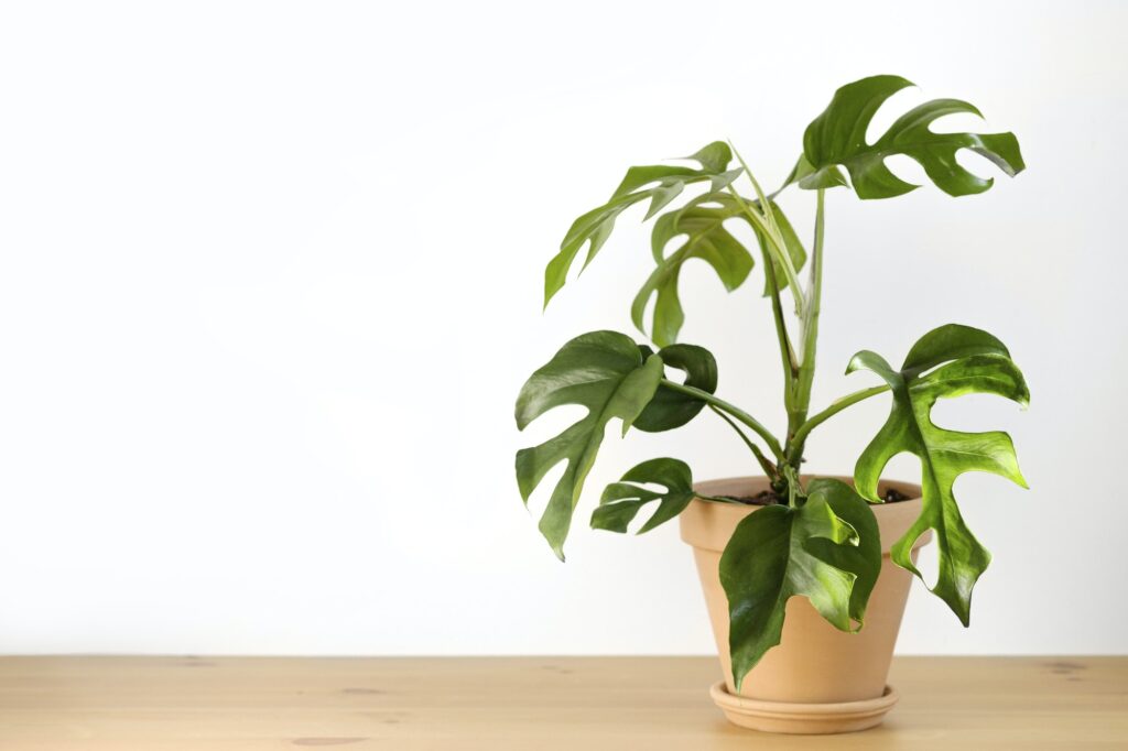 Monstera or Philodendron Minima in a white pot stands on a wooden table on a white background.