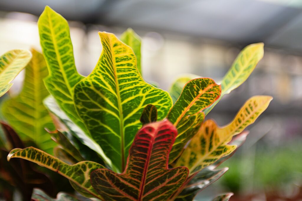 Natural background from multicolored leafs of croton plant.
