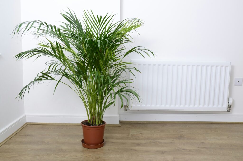Palm plant in the pot near a radiator on the wooden floor and white wall, simple life concept.