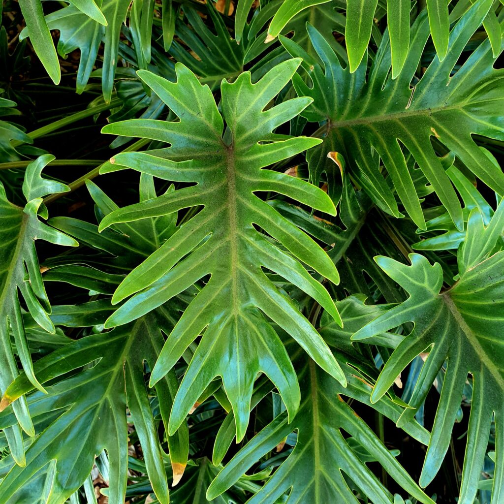 Philodendron xanadu green leaf plant in garden