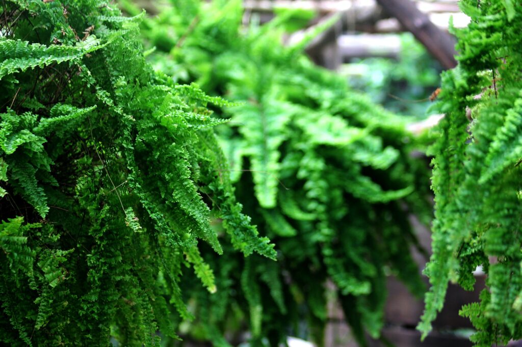 Pot leaf fern green hanging.