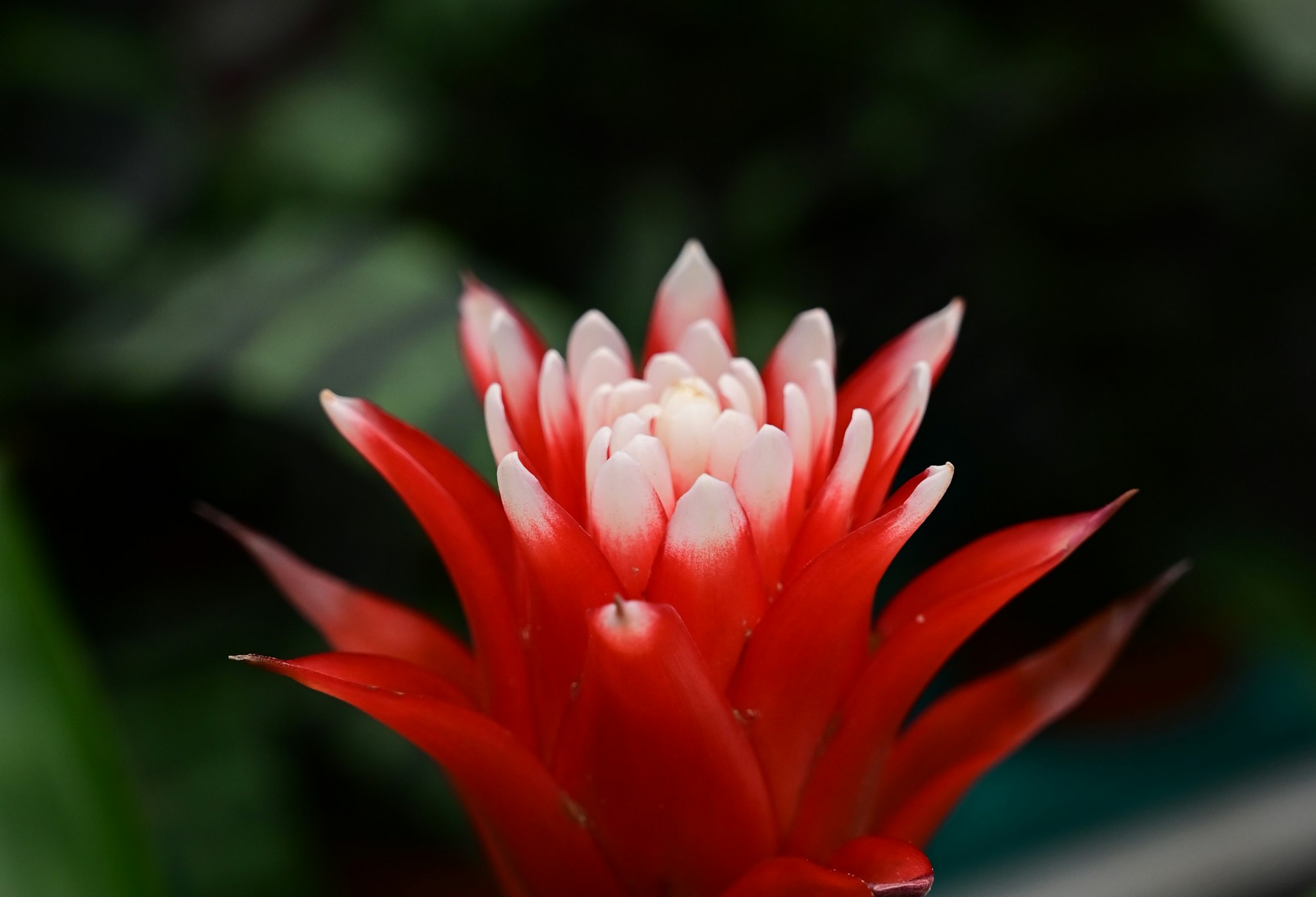 red bromeliad flower on dark background gift to a woman, houseplant