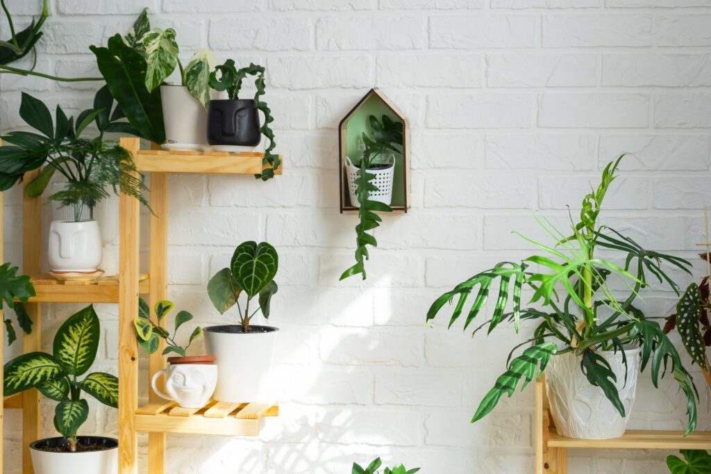 Shelving with a group of indoor plants in the interior. Houseplant Growing and caring for indoor pla