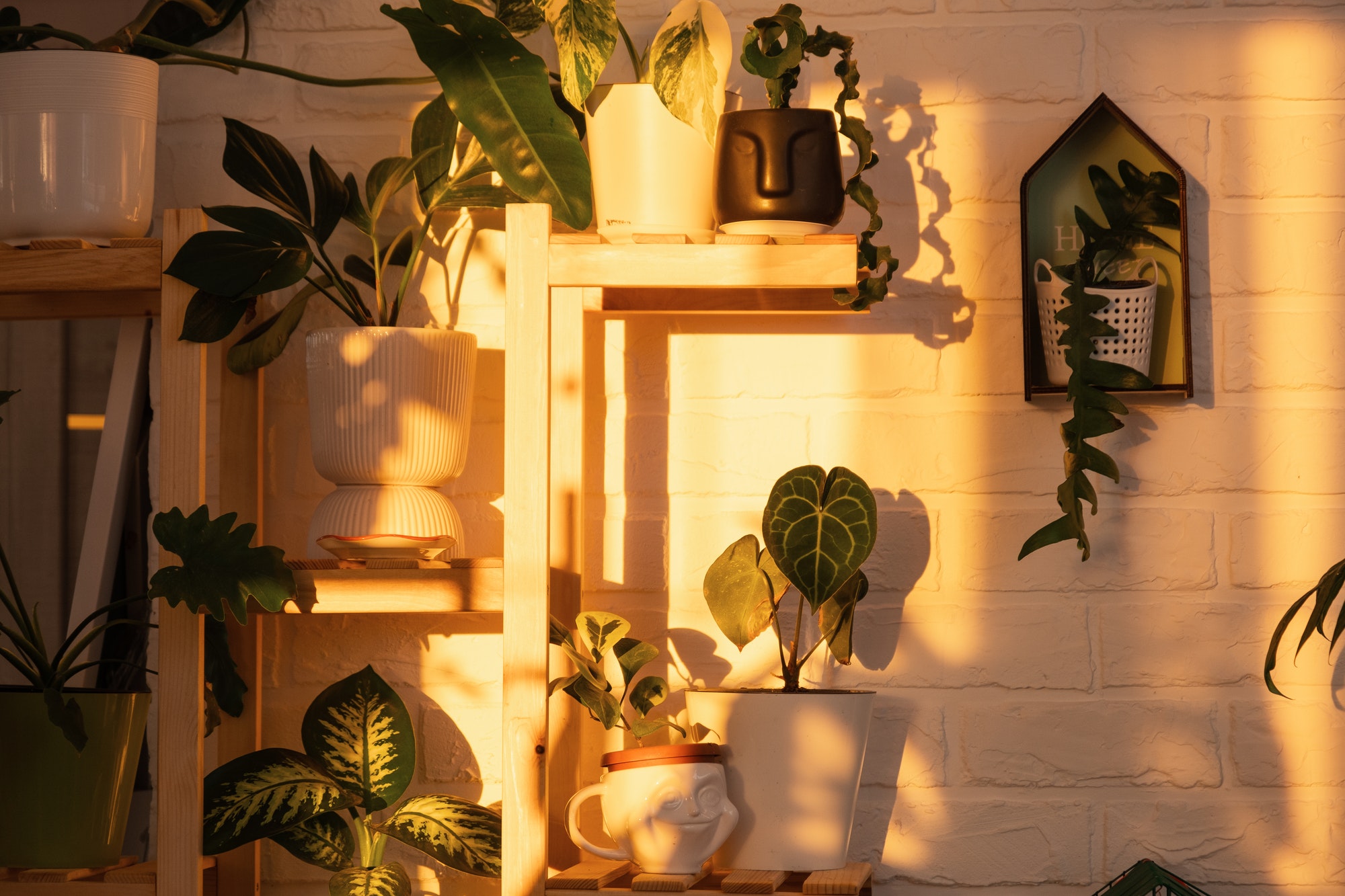 Shelving with a group of indoor plants in the interior in the evening light of the sun and the glare