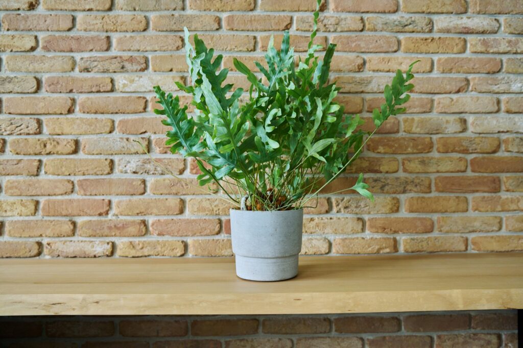 Single plant in pot, Phlebodium on wooden counter, brick wall background.