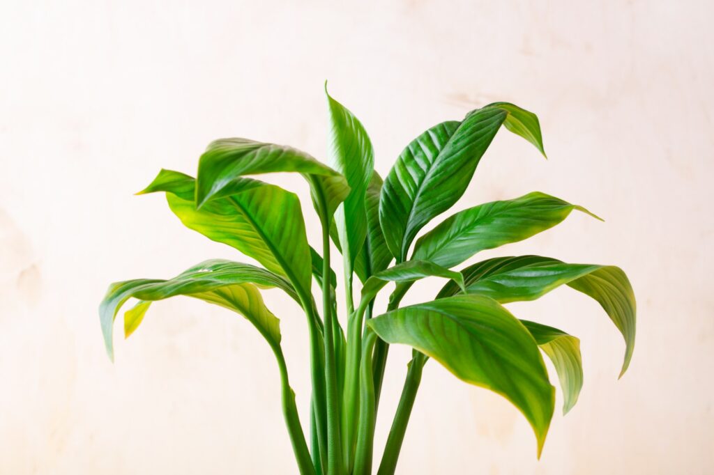 Spathiphyllum or Peace Lily houseplant leaves