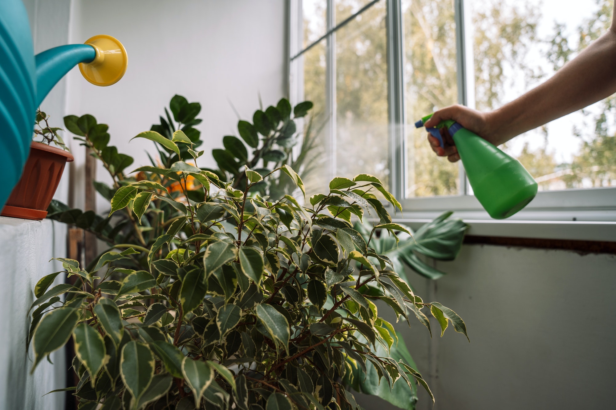 Spraying and caring for indoor plants in a greenhouse