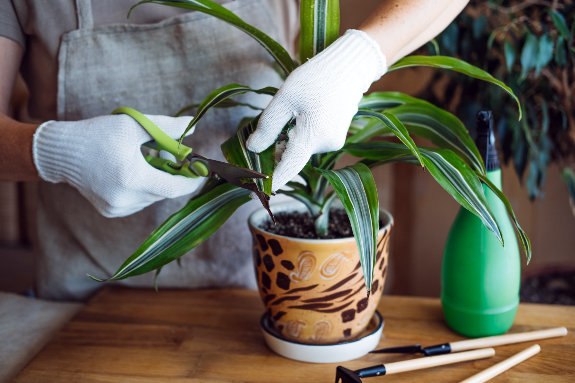 Spring Indoor Plant Care. Waking Up Indoor Plants for Spring. Female hands spray and washes the