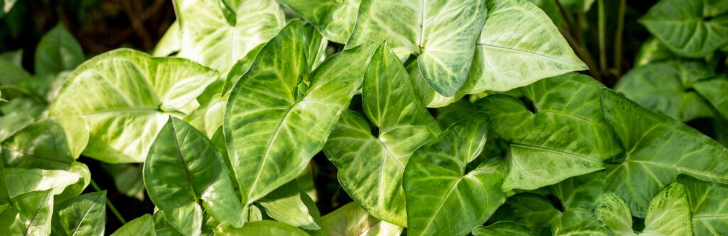 Syngonium green leaves natural background.Close up tropical foliage plant, Syngonium, with beautiful