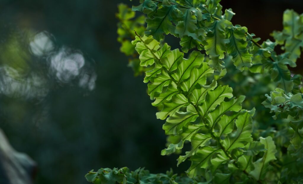 The fresh green of Boston fern leaves