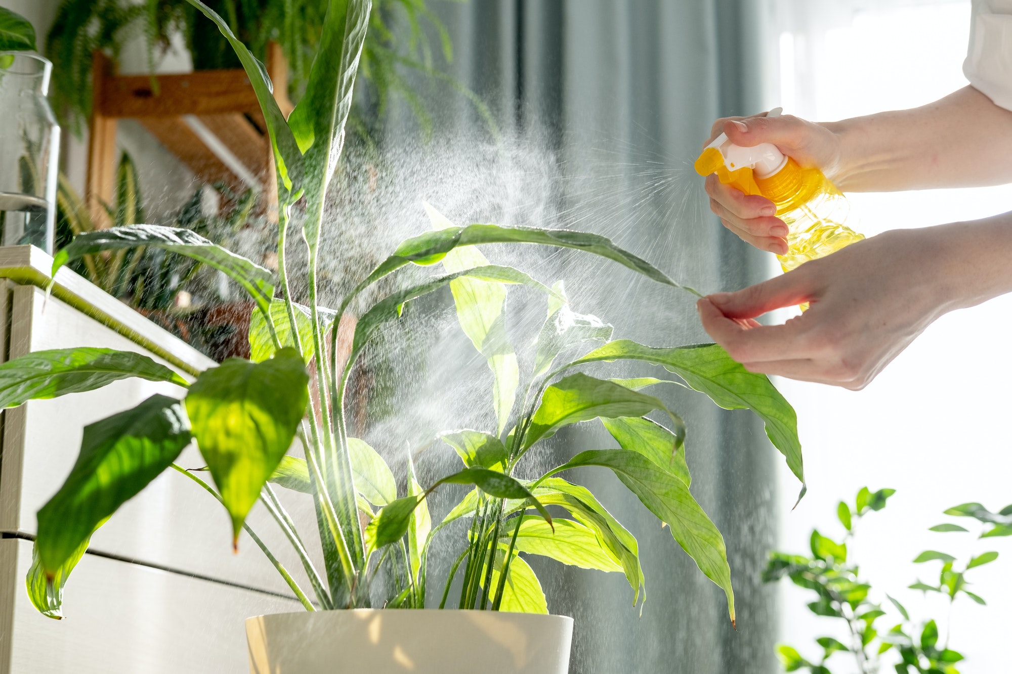 Woman sprays plants in flower pots at home. Indoor gardening.
