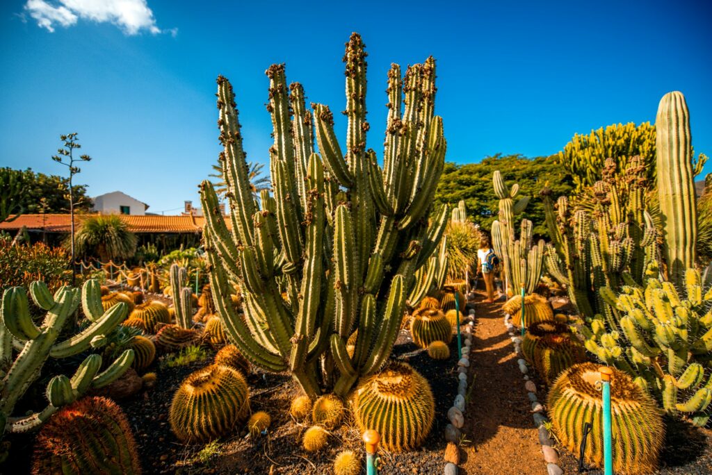 Cactus garden on Gran Canaria island