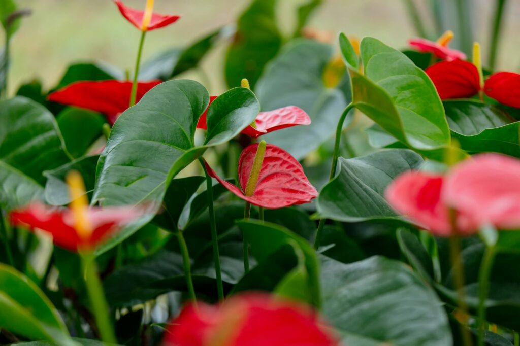 Closeup view on red anthurium flower in garden market