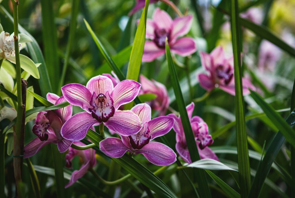 Cymbidium devonianum - purple boat orchids blooming in greenhouse