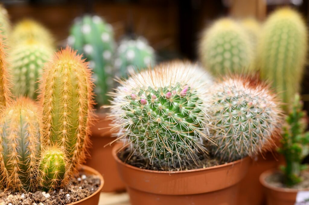 group cacti in pots in a flower shop