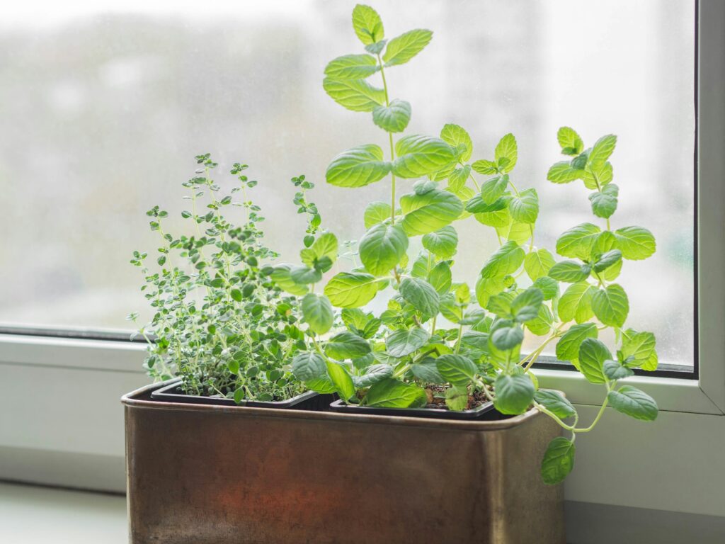 Growing fresh herbs at home on the windowsill.