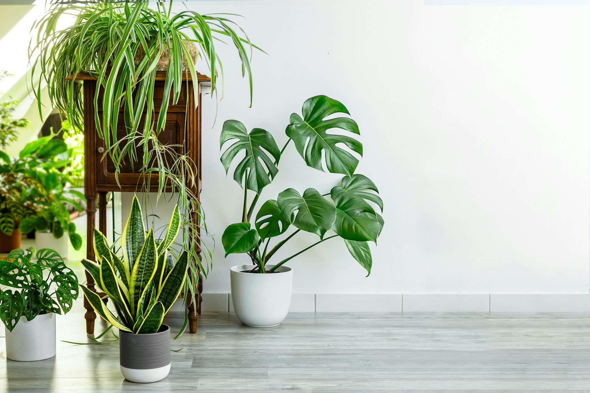 Indoor plants variety - sansevieria, monstera, chlorophytum in the room