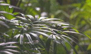 Light and shadow on surface of Green Lady palm leaves in botanical Garden in dark tone style
