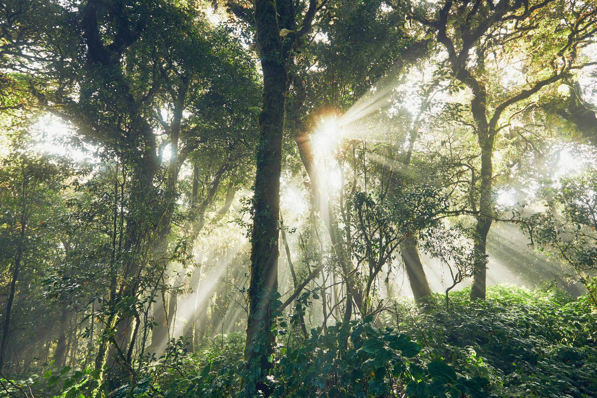 Mysterious morning in tropical rainforest