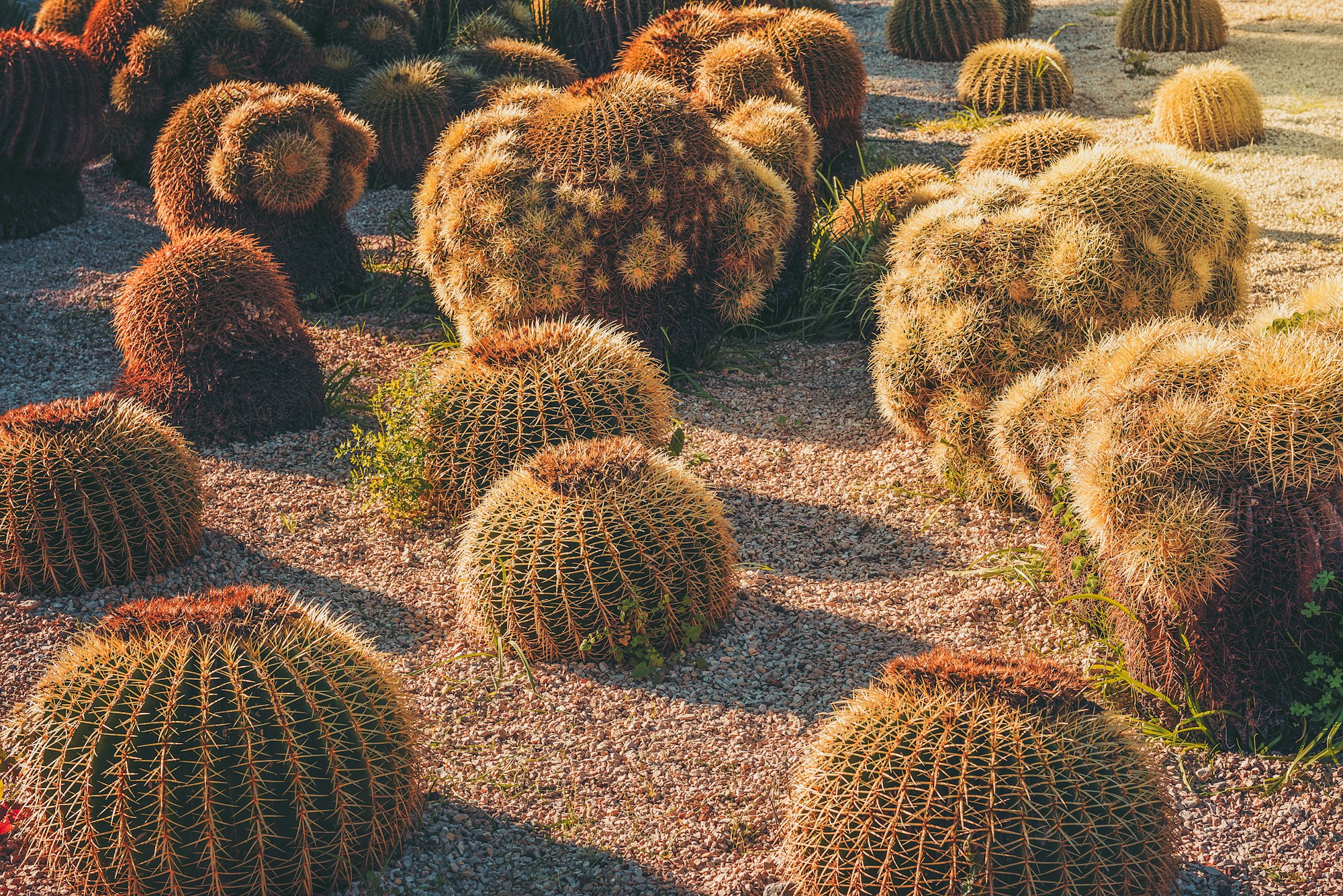 Round Golden Barrel cactus garden