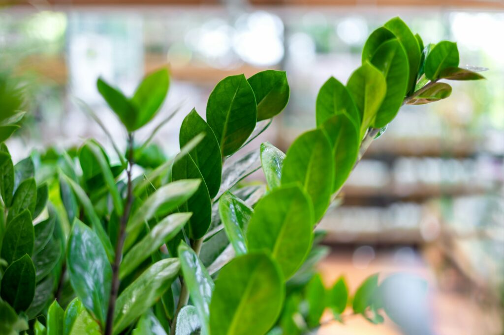Selective focus cose-up of Houseplant Zamioculcas leaves in a flower shop. Zz plant.