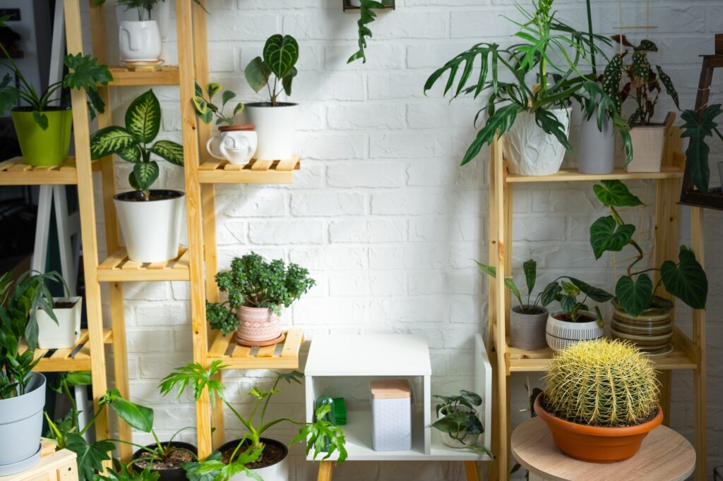 Shelving with a group of indoor plants in the interior. Houseplant Growing and caring for indoor pla