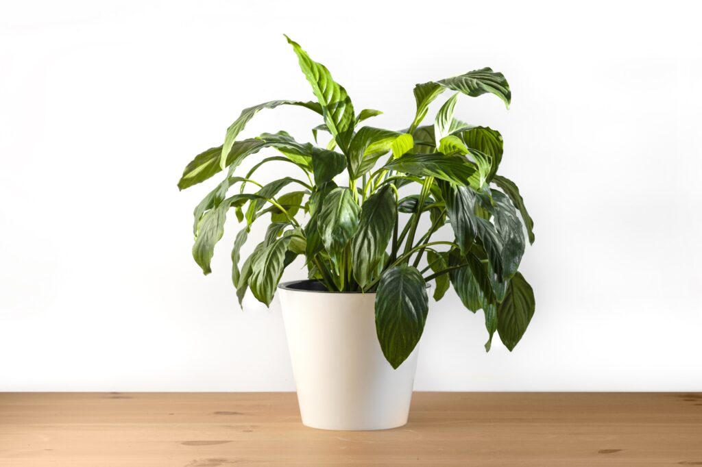 Spathiphyllum plant in a white pot on a white background. Home plants care concept.